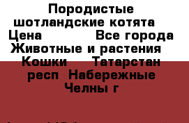 Породистые шотландские котята. › Цена ­ 5 000 - Все города Животные и растения » Кошки   . Татарстан респ.,Набережные Челны г.